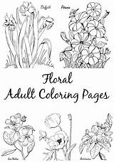 Coloring Pages Adult Floral Petunia Fairy Themed Graphics Printable Color Print Getcolorings sketch template