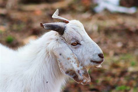 goat breeds  raise  meat