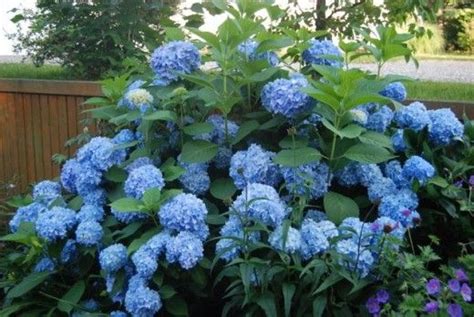 hydrangeas hydrangea blue hydrangea plants