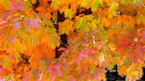 maple tree leaves fall autumn foliage wallpapers hd desktop