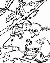 Opossum Coloring Pages Getdrawings sketch template