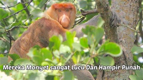 Bekantan Monyet Belanda Endemik Kalimantan Youtube