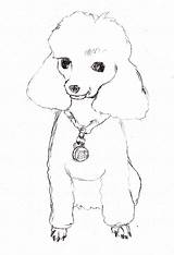 Poodle Poodles Pudel Caricature Dragoart Sketching Coloringhome Malvorlage Hunde sketch template