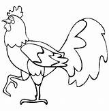 Coloring Rooster Walking Around sketch template