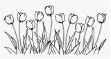 Tulip Flower Line Flowers Drawing Coloring Book Transparent Kindpng sketch template