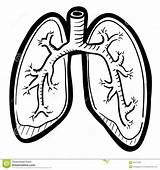Lungs Human Clipart Sketch Lung Illustration Stock Vector Body Doodle Preview sketch template