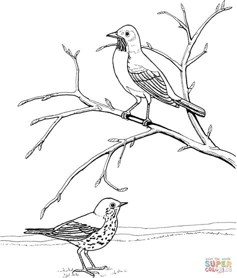 robin coloring pages printables karlinhacolucci