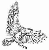 Eagle Wedge Hunting Tailed Coloring Bw Clipart Tail Colouring Pages Sketch Template Designlooter Eagles Drawings Domain 254px 11kb Public sketch template