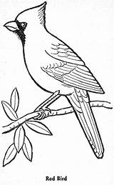 Cardinal sketch template
