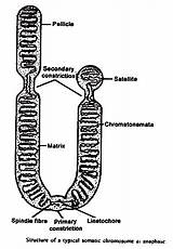 Chromosome Pellicle Chromosomes Membrane Composed sketch template