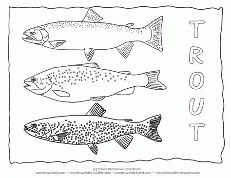 freshwater fish coloring pages perfect coloring freshwater fish