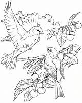 Aves Pájaro Diseños Pinturas Pintura sketch template