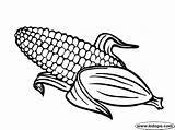 Corn Coloring Clipart Cob Clip Drawing Cornfield Clipartix Candy Cartoon Pages Halloween Border Wedding Transparent Library Thanksgiving Getdrawings Green Clipground sketch template