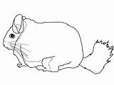 Coloring Chinchilla Pages Cute Print Printable Sketch Template Getcolorings Tailed Long Drawing sketch template