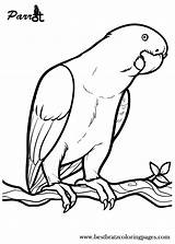 Parrot Parrots Adult Webstockreview Ausmalvorlage Wellensittich Sheets sketch template