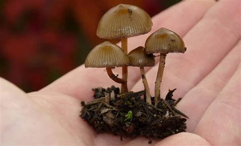 Hallucinogenic Edible Mushrooms All Mushroom Info