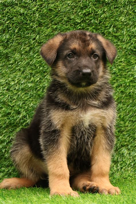 german shepherd puppy  sale delhi ncr  pure breed dav pet lovers