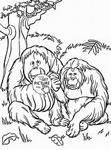 Orangutan Designlooter Orangutans sketch template