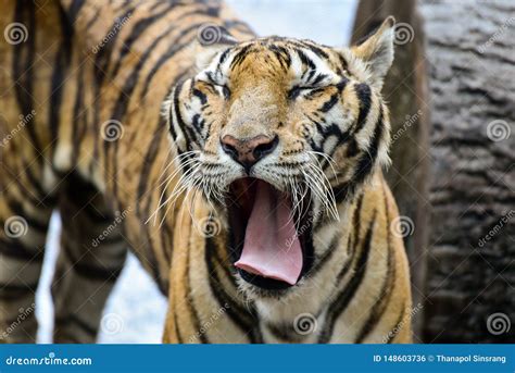 el tigre est en el parque zoolgico el tigre es  animal feroz foto