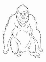 Coloring Ape Orangutan Printable Animal Pages Designlooter Baby Gorilla Version Click Choose Board sketch template
