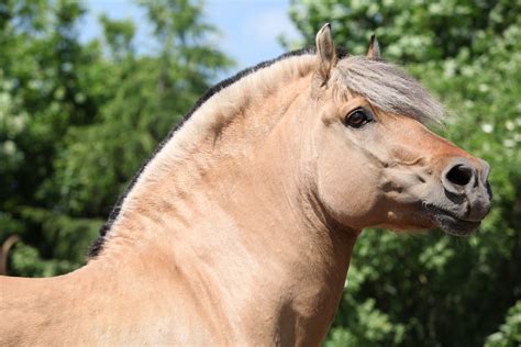 fjord horse breed profile