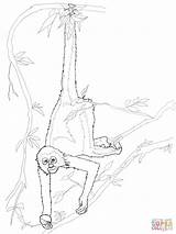 Monkey Spider Coloring Pages Color Drawing Supercoloring Printable sketch template