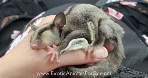young sugar glider pair  sale
