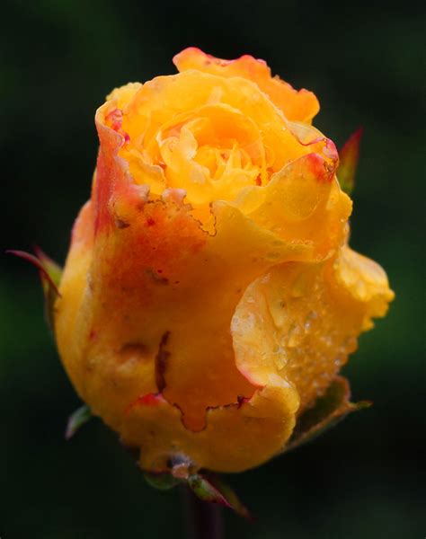 roos rozenknop roos rozen rosebud bloem flower rose bloemen roos
