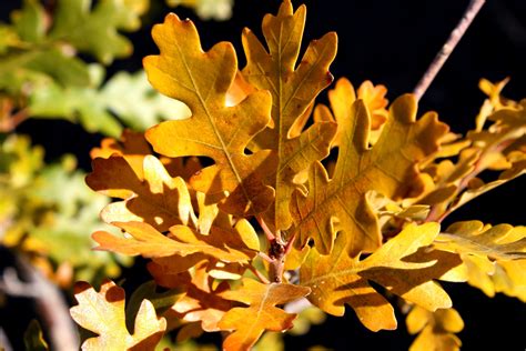 picture scrub oak tree oak leaves autumn