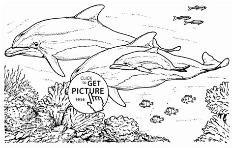 coloring pages  adults dolphins coloring home
