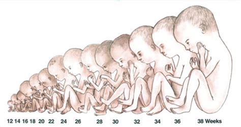 katy miser fetal development timeline timetoast timelines