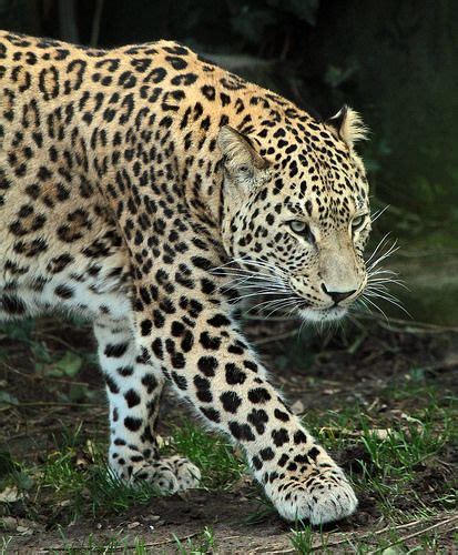 luipaard beekse bergen img leopards animals panthera