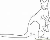 Kangaroo Coloring Awesome Pages Coloringpages101 Mammals sketch template