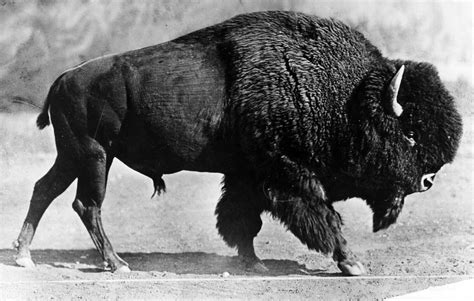 bison   national animal  majestic historic  time