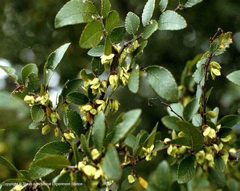 Texas Native Plants Database