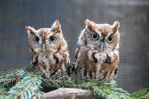 rescued baby screech owls ready  leave  nest  phoenix wildlife