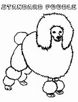 Poodle Coloring Toy Pages Printable Drawing Pink Getdrawings Getcolorings Drawn Size Standard Print Color Library Clipart Crayola Glamorous sketch template