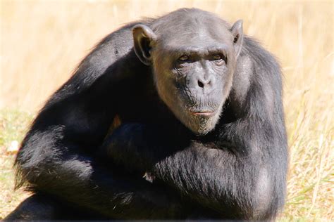 schimpanse foto bild africa southern africa south africa bilder