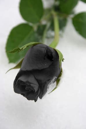 roses black rose seeds  seeds  sold     mar