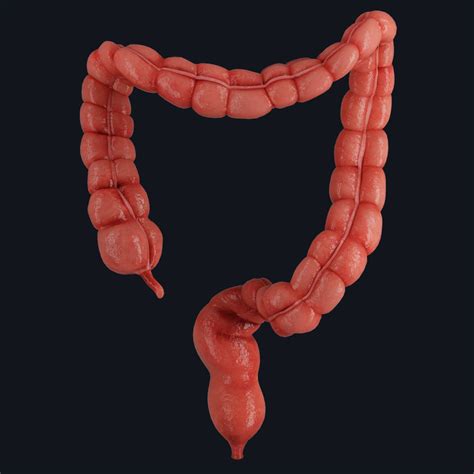 large intestine complete anatomy