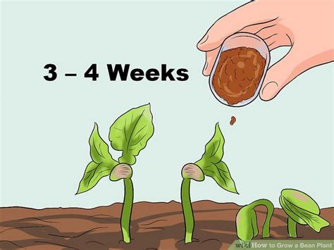 How To Grow A Bean Plant With Pictures Wikihow