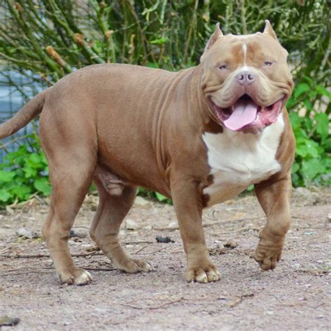 cute american bully xxl  sale picture hd bleumoonproductions