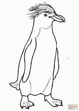 Macaroni Crested Rockhopper Ausmalbilder Pingwin Penguins Colorir Adelie Emperor Kolorowanki Ausmalbild Designlooter Coloringbay Pinguim Coloringhome sketch template