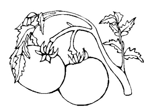 tomatos fruit coloring pages fantasy coloring pages