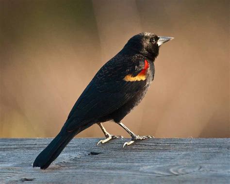 red winged blackbird sound facts habitat migration nest birdbaron