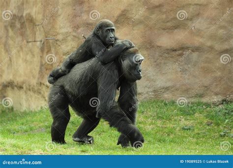gorilla family stock image image  juvenile step young