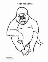 Gorilla Gorillas Designlooter 76kb sketch template