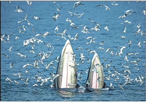 a female bryde s whale and her calf feed on anchovies in the gulf of thailand off the coast of