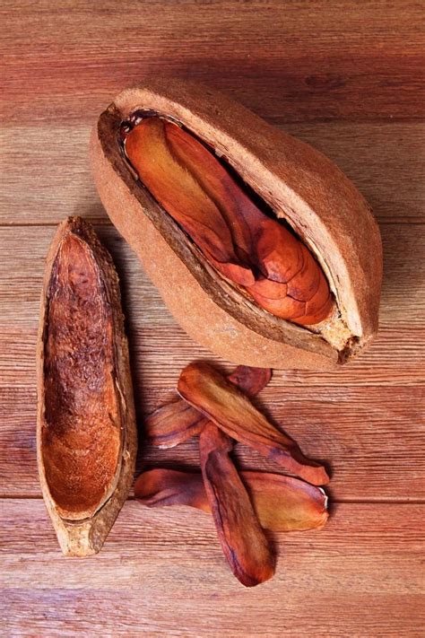 mahogany tree seedlings tips  growing mahogany  seed
