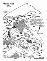 Food Web Drawing Paintingvalley sketch template